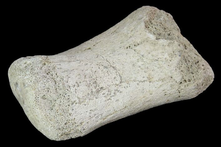 Hadrosaur Foot Bone - Alberta (Disposition #-) #100469